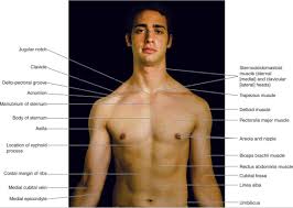 Standard anatomical position is the body orientation used when describing an organism's anatomy. Atlas Of Surface Anatomy Hadzic S Peripheral Nerve Blocks And Anatomy For Ultrasound Guided Regional Anesthesia 2nd