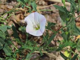 Image result for Convolvulus arvensis