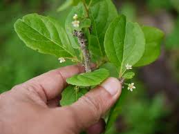 Image result for Gymnosporia