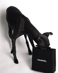 Black And White Greyhound Puppy 182 Mentions J Aime 14 Commentaires Bailey The Iggy Bailey The Iggy Sur Instagram I Greyhound Puppy Italian Greyhound Dog Italian Greyhound Puppies