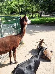 Not only do we have many of the traditional farm animals like goats and chickens but also some animals. Top 10 Things To Do In Stuttgart With Kids Pack More Into Life