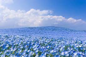Blaue blume) was a central symbol of inspiration for the romanticism movement, and remains an enduring motif in western art today. Hitachi Seaside Park Ibaraki S Sky Blue Nemophila Flower Garden Matcha Japan Travel Web Magazine