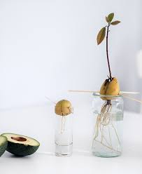 Zurück seite 1 seite 2. Vom Kern Zum Avocadobaum So Gelingt Es Auch Dir Sprinzeminze Com