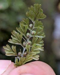 Image result for Hymenophyllum tunbridgense