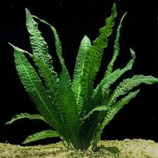 Image result for Aponogeton rehmannii