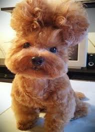 However, you create a pom as a design on its feet, front, and the end of the tail. Top 10 Not So Natural Dogs With Afro Hairstyles