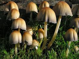 Image result for Coprinus sp.