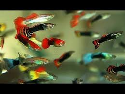 Untuk mengatur ph, dapat diberikan kapur pertanian atau kapur marun dengan dosis yang cukup agar tidak terlalu asam. Budidaya Ikan Hias Air Tawar Jenis Guppy Di Kolam Mini Youtube