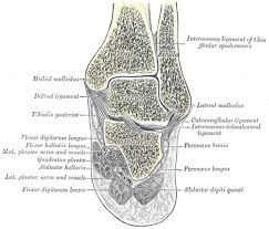 Ankle joint recess with fluid. Malleolus Wikipedia