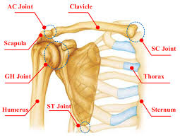 Anatomy of the shoulder complex. | Download Scientific Diagram