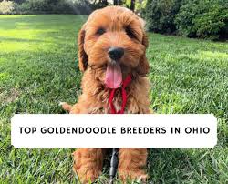 Teacup golden doodles available & ready for their new families. 5 Best Goldendoodle Breeders In Ohio 2021 We Love Doodles