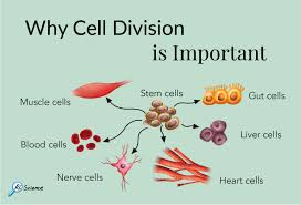 We did not find results for: Why Cell Division Is Important Rs Science