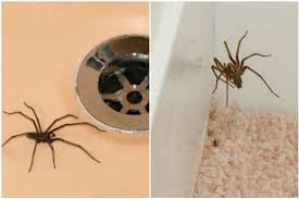 Check spelling or type a new query. How To Keep Giant House Spiders Out Of Your Home As Mating Season Begins Wales Online