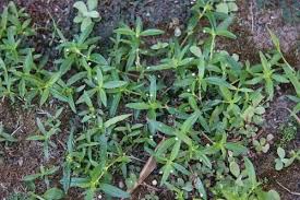 Image result for Oldenlandia verrucitesta