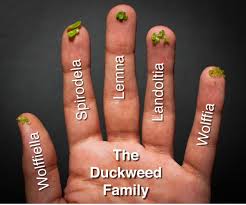 Image result for Wolffiella