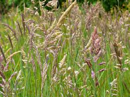 Image result for Agrostis epigejos