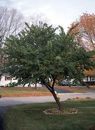 Redbuds are naturally understory trees and are happiest when grown out of the brightest afternoon as members of the bean (fabaceae) family, all redbuds bear flowers that attract pollinators, followed. Redbud Ohio Department Of Natural Resources