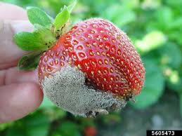 Image result for Botrytis cinerea