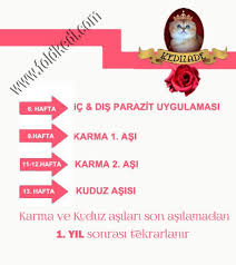 Asi Takvimi Asi Ne Zaman Yapilmali British Shorthair Scottish Fold Sahibinden Safkan Kediler Sahiplendirme Turkiye 2018
