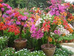 Am folosit hartii suport pentru bomboane si aeziv pentru lemn insa cu siguranta este foarte. Bougainvillea Duo P19 Floarea De Hartie