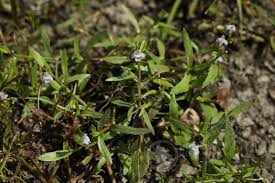 Image result for Pentas micrantha