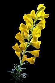 Broom Flowers Photography Amazing Flowers Beautiful Flowers
