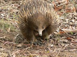 This Is A Brown Lemuroid Ringtail Possum A Highly Endangered Little Animal With A Very Long Name Cute Australian Animals Australian Animals Australia Animals