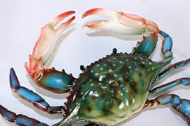 All maryland crabs & seafood blue crabs clams clams casino clams for steaming crabs crabs by the bushel crabs by the dozen crabs from baltimore crabs near me annapolis steamed crabs anne arundel county steamed crabs bushel steamed crabs online topneck clams watershed. Incredible Discounts Charlotte International 6 Inch Maryland Blue Crab Beach Tiki Bar Wall Decor Free Shipping Propangas Com Br