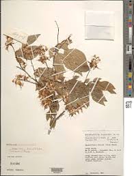 Image result for Orthopichonia schweinfurthii