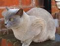 Burmese Cat Breed Information, Pictures, Characteristics ...