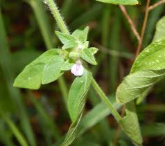 Image result for Justicia heterocarpa