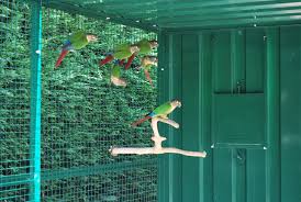 Blog Colony Perroquet Voliere Exterieur Perroquet Beaux Oiseaux