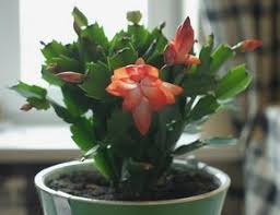 каталог комнатных комнатные цветы фото и названия и уход за ними Pravila Uhoda Za Dekabristom Vyrashivanie Cvetov Komnatnye Rasteniya Rasteniya