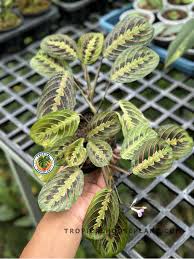 Image result for maranta