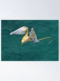 Golden Bosun About To Land" Poster for Sale by Kee Seng FOO