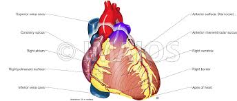 We're fully delving into all things everything and all things about the human heart. Heart Illustrated Anatomy