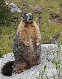 Yellow-bellied marmot - Wikipedia