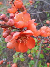 Image result for Buchnera speciosa