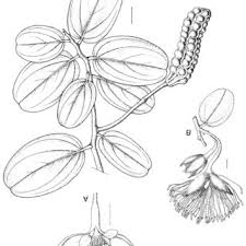 Image result for Helinus spartioides