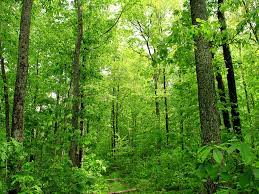 Check spelling or type a new query. How To Survive In The Woods With Only A Smartphone