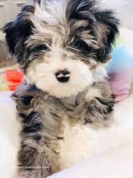 Meet Cleo The Mini Blue Merle Aussiepoo Cute Baby Dogs Really Cute Dogs Super Cute Puppies