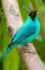 Green Honeycreeper Birdwatching Kus Resimleri Guzel Kuslar Rengarenk Kuslar