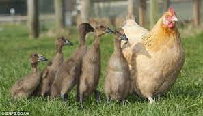 We did not find results for: Salah Erami Telur Ayam Ini Beranak Bebek Dunia Tempo Co