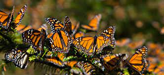 Reserva De La Biosfera De La Mariposa Monarca Michoacan Travel Zone Guadalajara