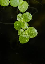 Image result for Spirodela