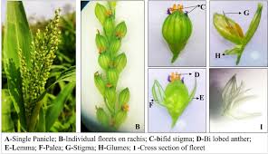 Image result for Urochloa deflexa