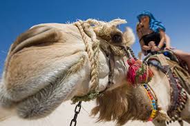 The reason why u would need a camel in the desert is because it will carry u and u won't have to worry about getting tired from walking and you can probably sleep on it's back lol. Ostriches Top Ranking Of Animals You Can Ride Around The World Thrillist