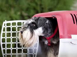 Additionally, we can be the liaison between the veterinary staff and the dog owner. Pet Transport Domestic International Pet Shipping Shiply