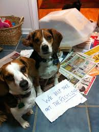 How does we love pets work at derby? Betsy And Derby Dog Shaming Dog Shaming Funny Dog Shaming Photos