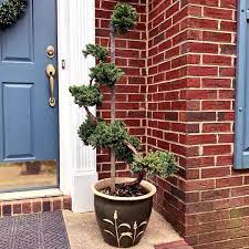 Dwarf Japanese Garden Juniper Topiary Buy From Plantingtree Com